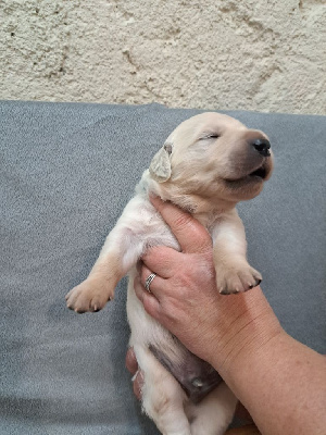 Les chiots de Golden Retriever