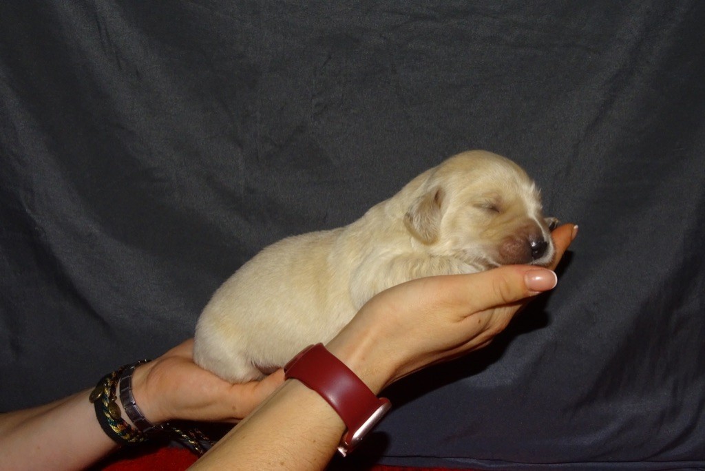 CHIOT - Golden Retriever