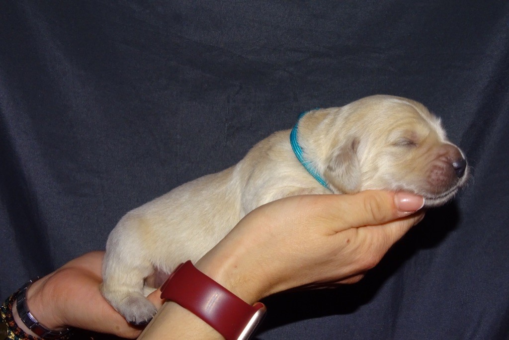 CHIOT - Golden Retriever