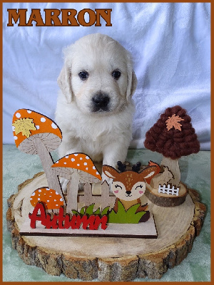 Les chiots de Golden Retriever