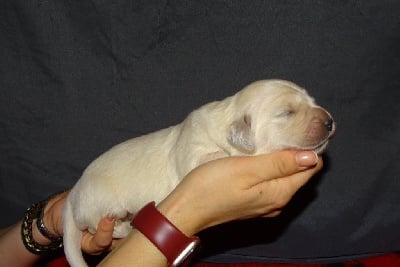 Les chiots de Golden Retriever