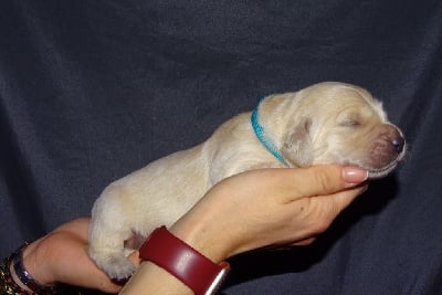 Les chiots de Golden Retriever