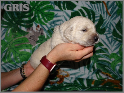 Les chiots de Golden Retriever