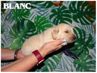 Les chiots de Golden Retriever