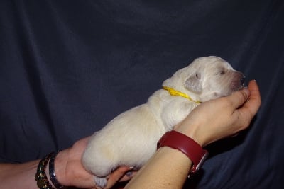 Les chiots de Golden Retriever