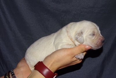 Les chiots de Golden Retriever