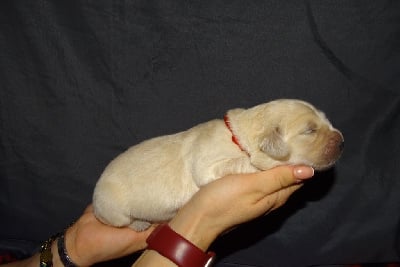 Les chiots de Golden Retriever