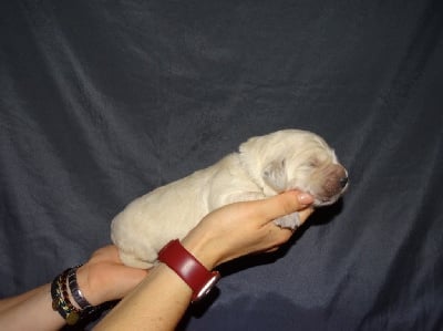 Les chiots de Golden Retriever