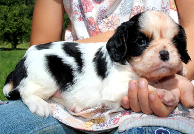 Les chiots de Cavalier King Charles Spaniel