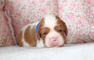 Les chiots de Cavalier King Charles Spaniel