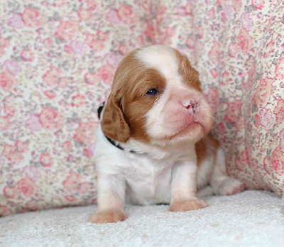 Les chiots de Cavalier King Charles Spaniel