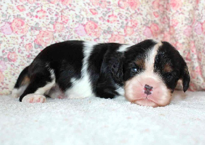 Les chiots de Cavalier King Charles Spaniel