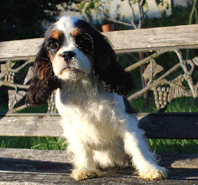 Les chiots de Cavalier King Charles Spaniel