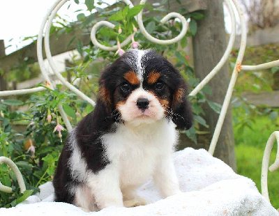 Les chiots de Cavalier King Charles Spaniel