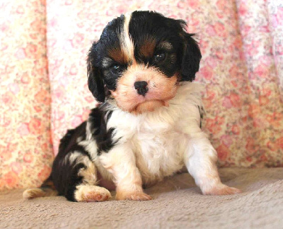 Les chiots de Cavalier King Charles Spaniel