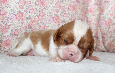 Les chiots de Cavalier King Charles Spaniel