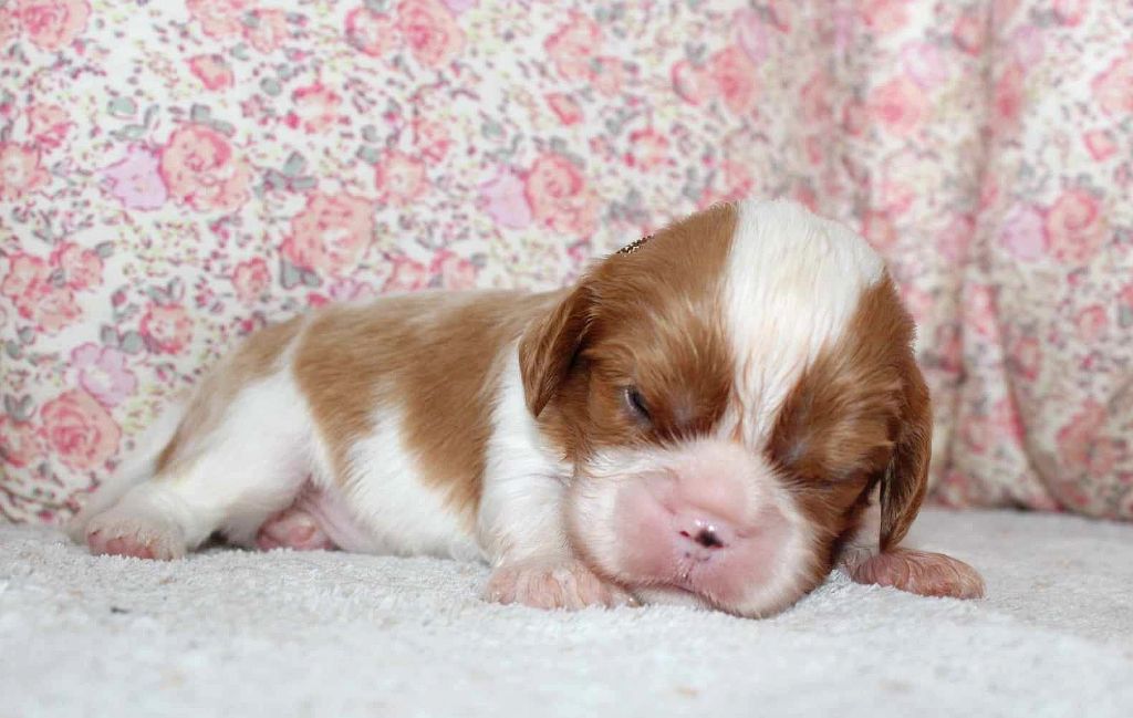 CHIOT 2 - Cavalier King Charles Spaniel