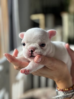 Les chiots de Bouledogue français