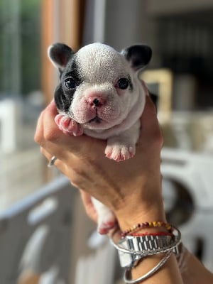 Les chiots de Bouledogue français