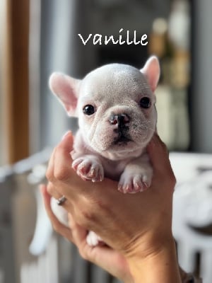 Les chiots de Bouledogue français