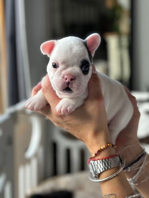 Les chiots de Bouledogue français