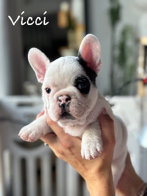 Les chiots de Bouledogue français