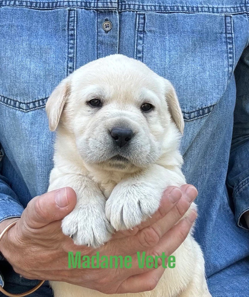 CHIOT - Labrador Retriever