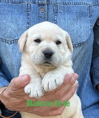 Les chiots de Labrador Retriever