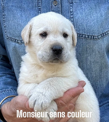 Les chiots de Labrador Retriever