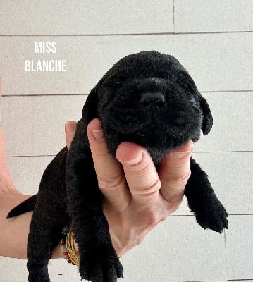 CHIOT 10 - Labrador Retriever