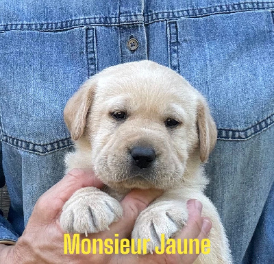 Les chiots de Labrador Retriever