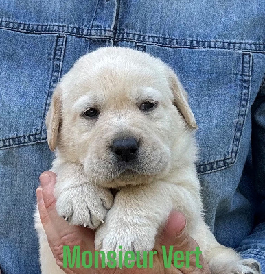 Les chiots de Labrador Retriever