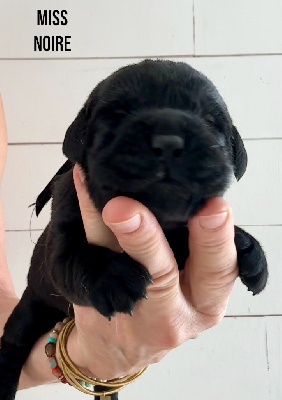 Les chiots de Labrador Retriever