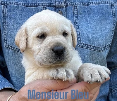 Les chiots de Labrador Retriever