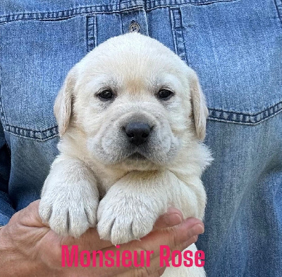 Les chiots de Labrador Retriever