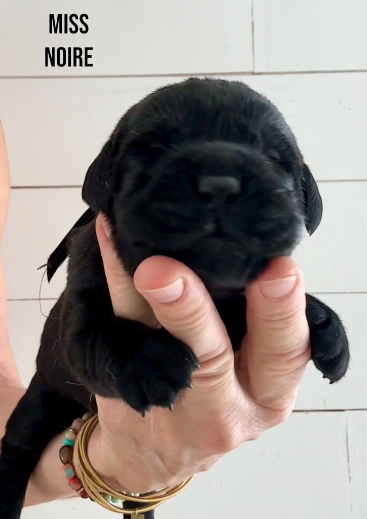 CHIOT 9 - Labrador Retriever