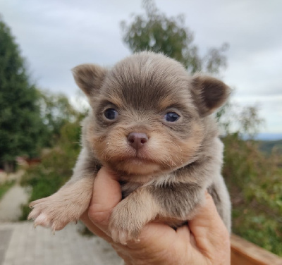 Les chiots de Chihuahua