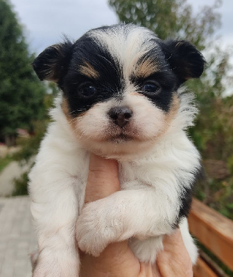 Les chiots de Chihuahua