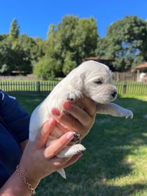 Les chiots de Golden Retriever