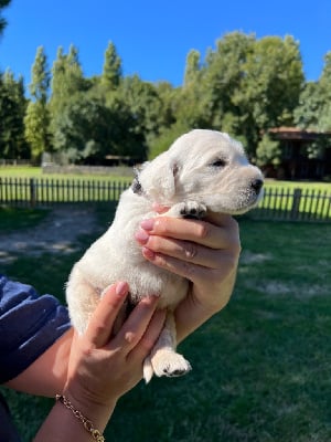 Les chiots de Golden Retriever