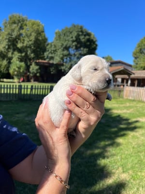 Les chiots de Golden Retriever