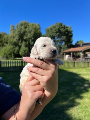 Les chiots de Golden Retriever