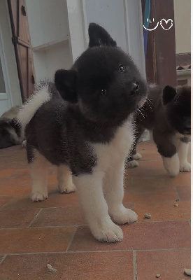 Les chiots de Akita americain