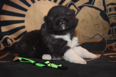 Les chiots de Akita americain