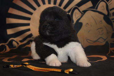 Les chiots de Akita americain