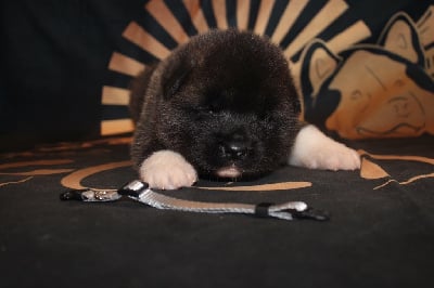 Les chiots de Akita americain