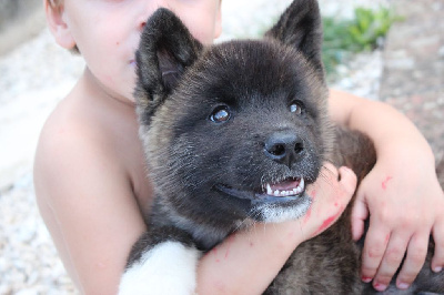 Les chiots de Akita americain