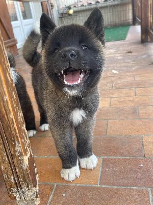 Les chiots de Akita americain