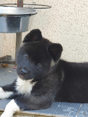 Les chiots de Akita americain