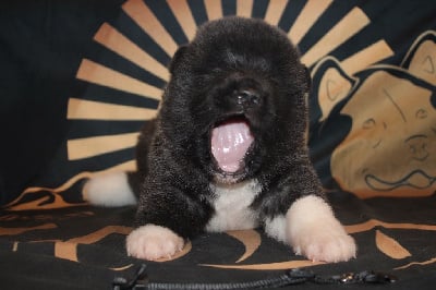 Les chiots de Akita americain